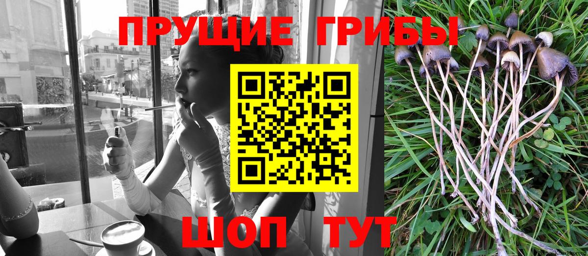 Семёнов  Псилоцибиновые грибы Psilocybine cubensis  Псилоцибиновые грибы MAGIC MUSHROOMS  Вход с VPN 